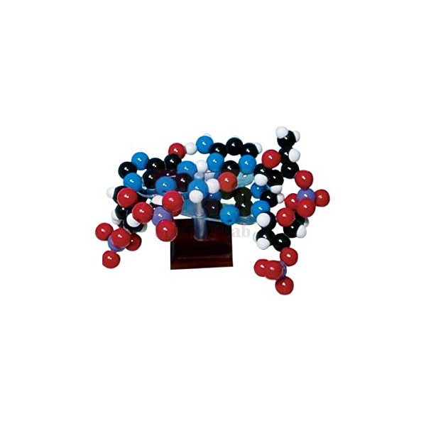 Molecular Model Kit, Two Layer DNA
